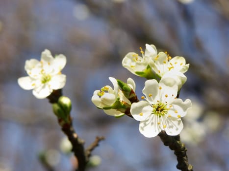 Fruit blossom