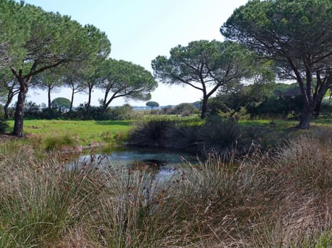 Il Parco Naturale della Maremma,located in the province of Grosseto nella parte meridionale della Toscana,comprende una fascia costiera di circa 9800 ha,che sistende dall'abitato di Principina a Mare,a north,al promontorio di Talamone,a south.