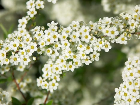 Inflorescence of a magnificent spear