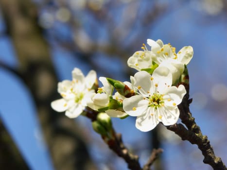 Blossom on the plum tree