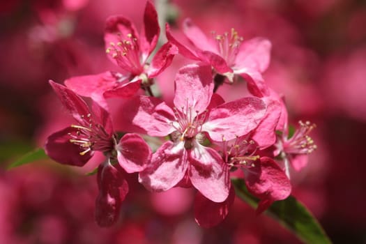 Unfortunately,I don't know exactly what these flowers are called,maybe some kind of cherry or blood plum... Who can help me? Thanks :-) LG Bea