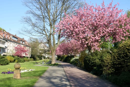 For a few days now,they have been blooming on the promenade: the Japanese ornamental cherries.... I think it's a wonderful sight.