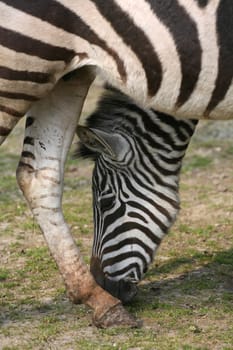 Equus burchelli granti
