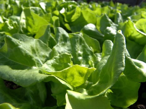 Young lettuce