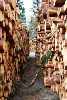 Wood