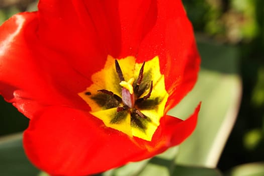 Tulip 1