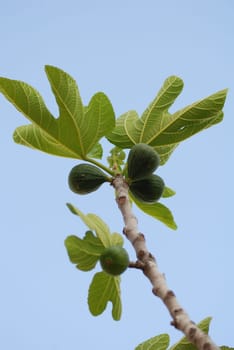 Fig