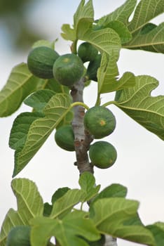 Fig