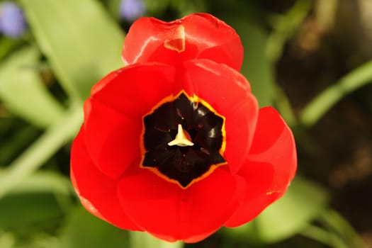 Tulip2