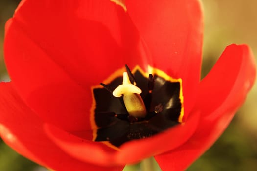 Tulip3