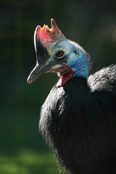 The cassowary is the second largest bird in Australia and the third largest living bird in the world only the African ostrich (Struthio camelus) and the great emu (Dromaius novaehollandiae) are larger. Adult cassowaries are up to 1.70 mead