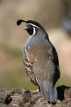 Callipepla californica