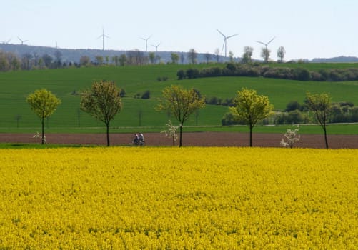 Rapeseed landscape...