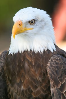 Bald eagles are the largest birds of prey in North America. Their body length is 70-90 cm,wingspan is 1.80-2.30 m,and weight is 2.5-6.3 kg. Proportions and plumage coloration are very similar to the white-tailed eagle,the coloration of the bald eagle is jed