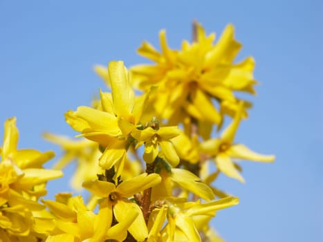 Flowering forsythia