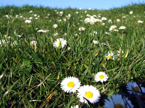 Spring meadow