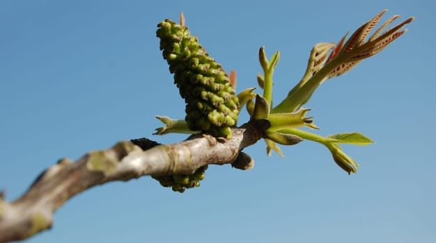 Walnut sprouting