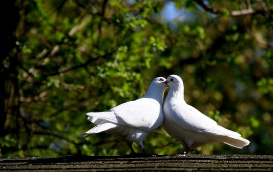 Romeo and Juliet