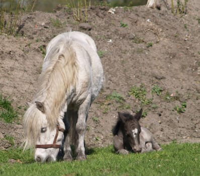 2 day old foal