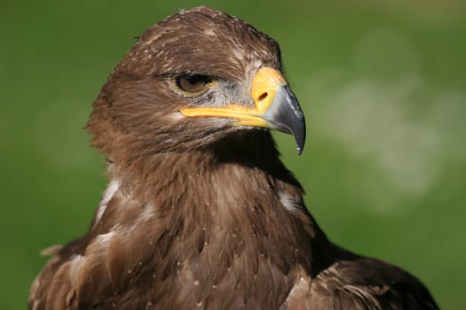 Thank you very much for the determination Andreas                         (AH PHOTO) The Steppe Eagle (Aquila nipalensis) is a species of bird in the Aquila nipalenidae family. It has a body length of about 62-74 cm and a wingspan of 165-190 cm.