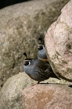 Callipepla californica