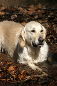 Golden Retriever