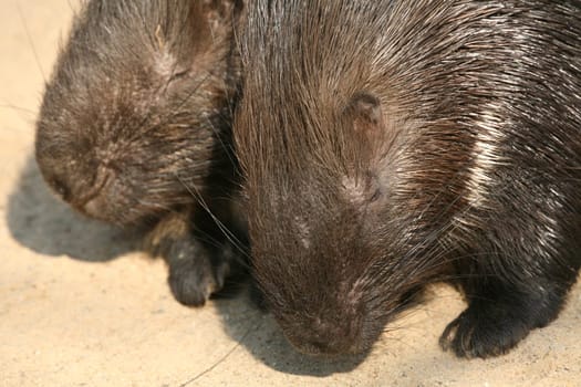 Porcupine pair