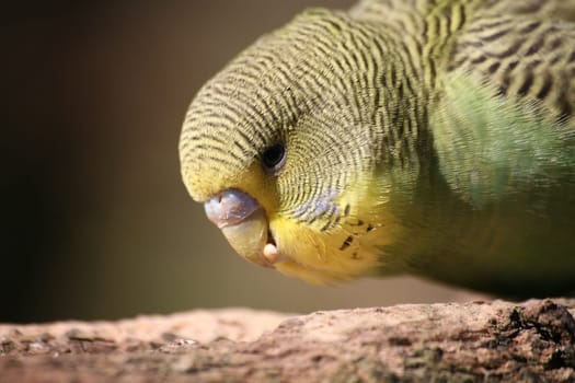 Melopsittacus undulatus