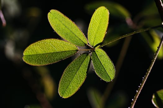 Akebienblatt in the backlight