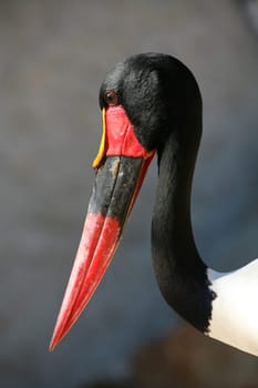 This is a male - females have bright yellow eyes!