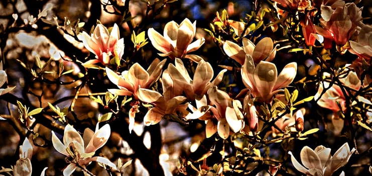 Magnolia tree