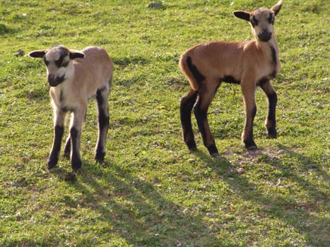 Cameroon sheep lambs