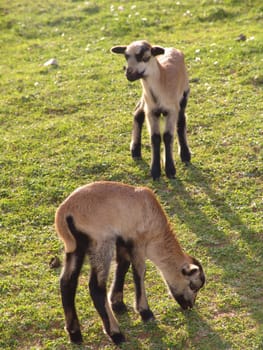 Cameroon sheep lambs