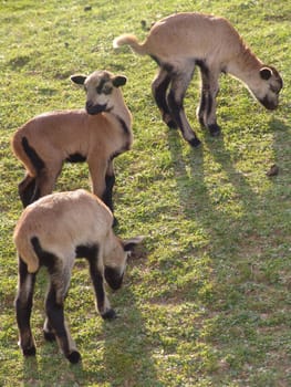Cameroon sheep lambs