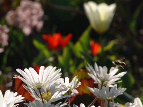 Spring flowers