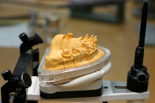 Tooth model of a lower jaw