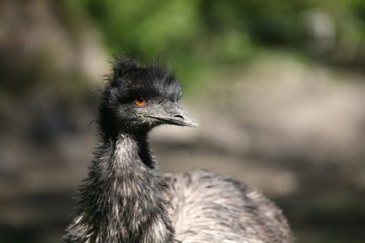 Dromaius novaehollandiae