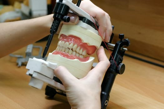 Tooth models upper and lower jaw