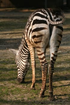 Grant's zebra (Equus burchelli granti)