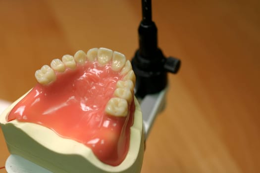 Tooth model of an upper jaw