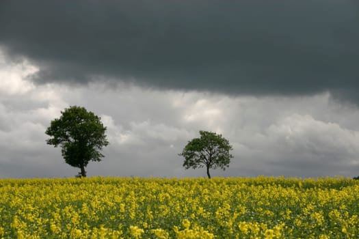 Trees in the rapeseed field