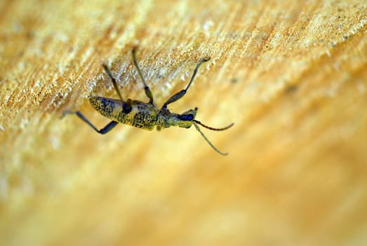 Weevil