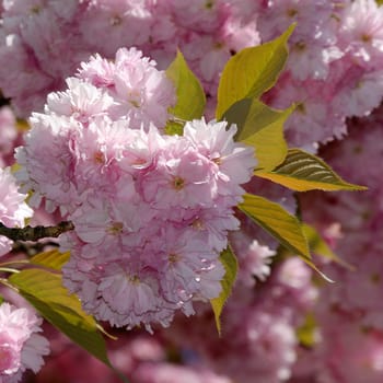 Cherry blossom