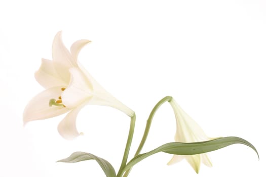 White lily
