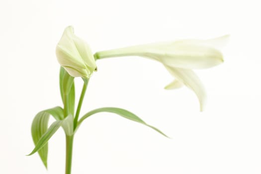 White lily