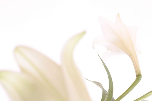 White lily