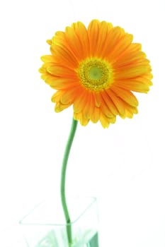 Gerbera in glass vase