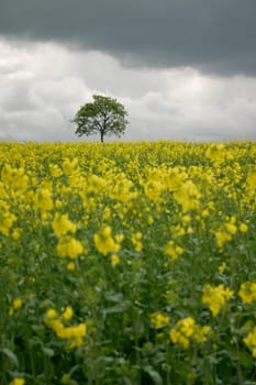 Tree in rapeseed field
