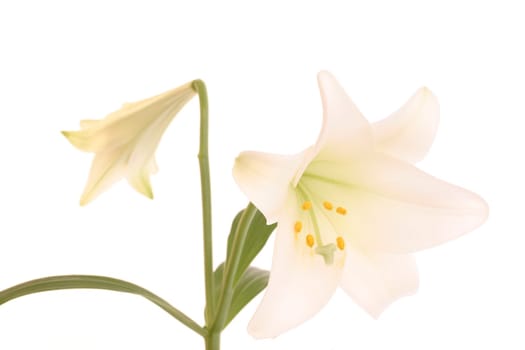 White lily