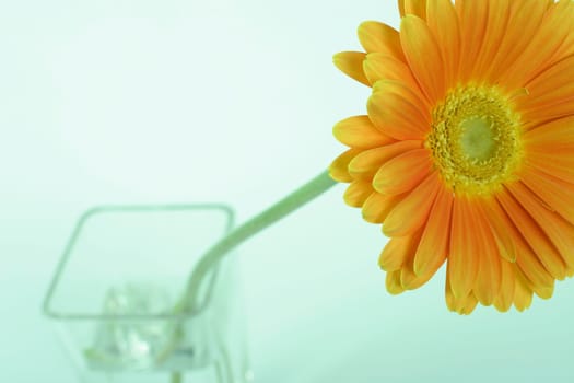 Gerbera in glass vase